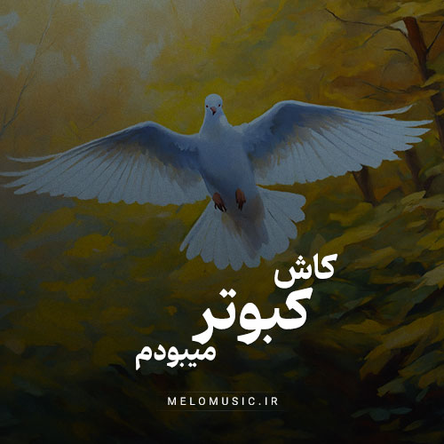 آهنگ کاش کبوتر میبودم پا به پات پر میزدم